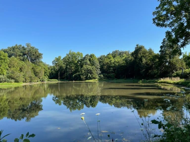 Woodland Trails: Kingfisher Lake