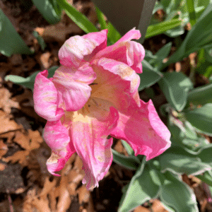Tulip Bulb Fungus