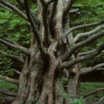 Metasequoia.glyptostroboides