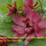 Calycanthus Sweetshrub 'Hartlage Wine'