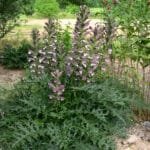 Acanthus spinosa