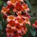 Bignonia capreolata bloom