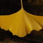 Ginkgo biloba - Leaf