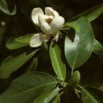 Magnolia.virginiana.var.australis
