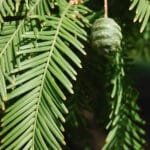 Metasequoia glyptostroboides cone