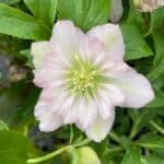 The Southern Belles series of Lenten Rose offers double flowers in a number of colors from January through early April.