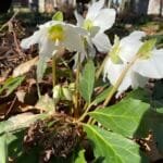 Early form of Christmas rose (Helleborus niger subspecies macranthus) in full bloom at Yew Dell
Botanical Gardens on 1/17/23.