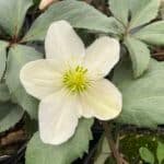 Candy Love is a hybrid of the tough-as-nails Christmas Rose (H. niger) and a very tender Helleborus
argutifolius that is a durable and stunning performer for the winter garden.