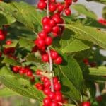 Winterberry Holly is not so much a winter bloomer as it is a winter fruiter. Brilliant red berries cover female plants all through winter. While most varieties are red, there are also orange and yellow forms.