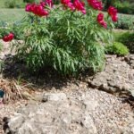 Paeonia  - Rock Garden Peony  'Lil Sweetie'