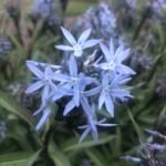 Amsonia tabernaemontana 'Storm Cloud''