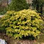 Chamaecyparis obtusa 'Kerdalo trompenberg'