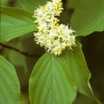 Cornus alternifolia 'June Snow - JFS' June Snow™