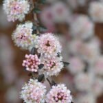 Physocarpus opulifolius 'SMPOTW Tiny Wine'