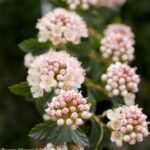 Physocarpus opulifolius 'SMPOTW Tiny Wine'