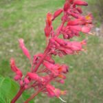 Aesculus pavia- Red Buckeye