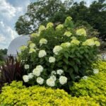 Hydrangea paniculata Phantom hbt