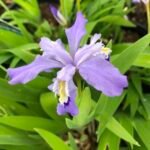 Iris cristata