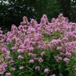 Phlox paniculata Jeana