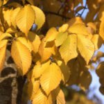 ulmus- Hybrid Elms 'Patriot'