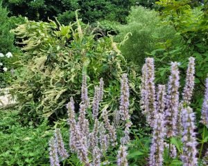 Millstone Garden