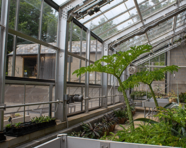 Mary Peabody & Henry Fitzhugh Greenhouse Interior