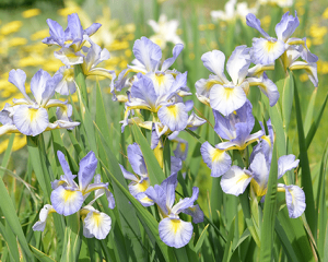 Iris spuria Boldly Elegant