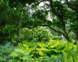 Millstone Garden