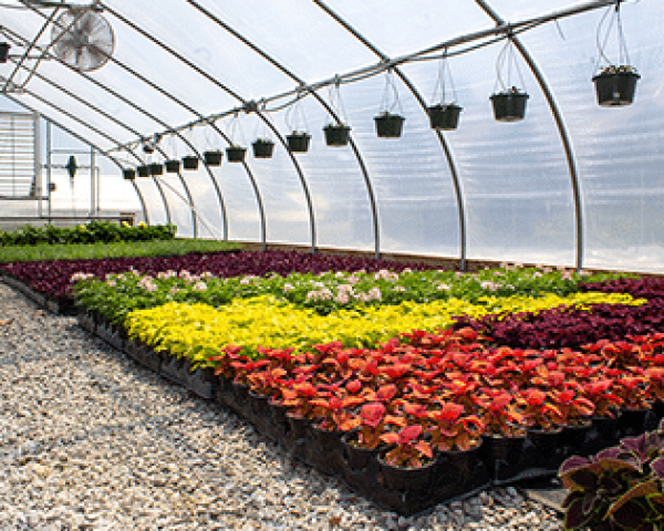 Research & Production Nurseries